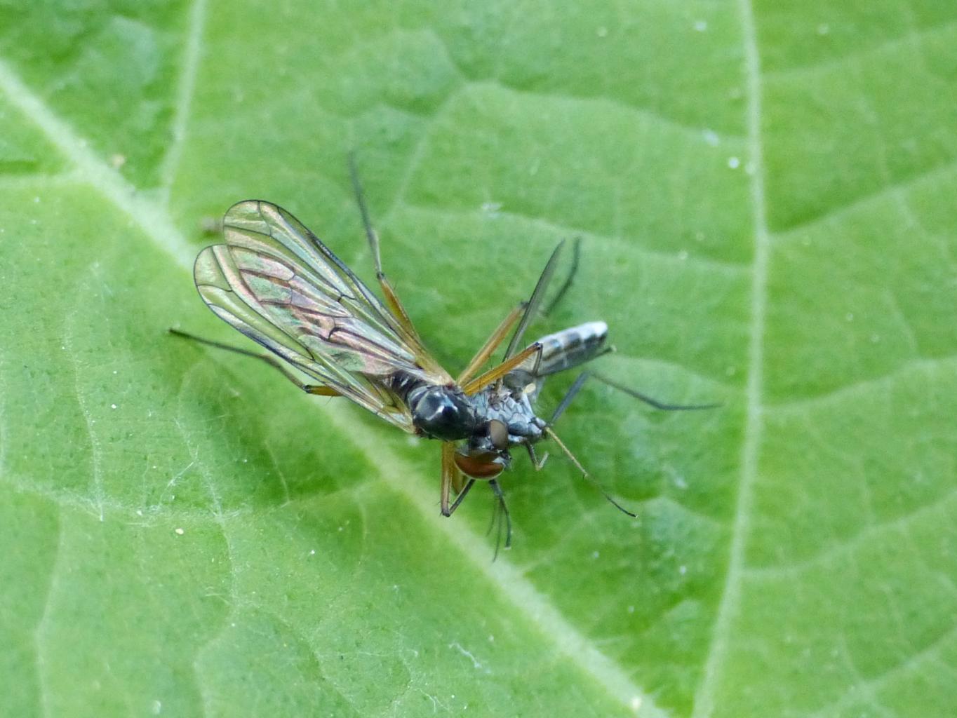 Hybotidae? No. Empididae: Brachystoma vesciculosum